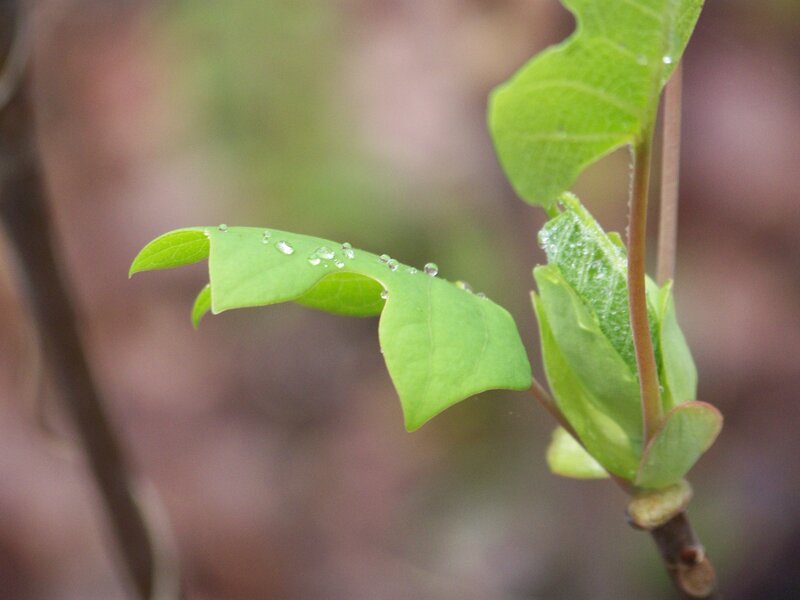 Green Leaves with Water Droplets — Calm, Spring