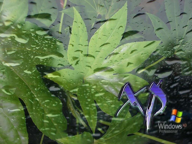 Green Leaves with Water Droplets — Calm