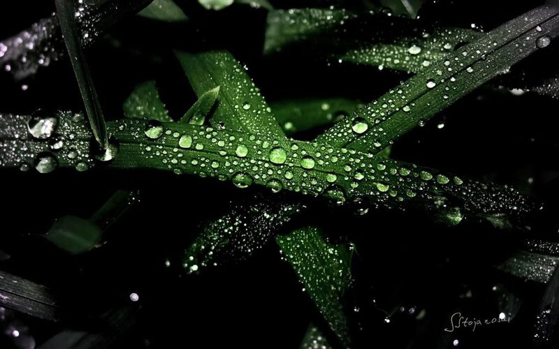 Green Leaves with Water Droplets — Dramatic, Night