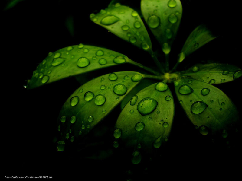 Green Leaves with Water Droplets — Dramatic, Photograph
