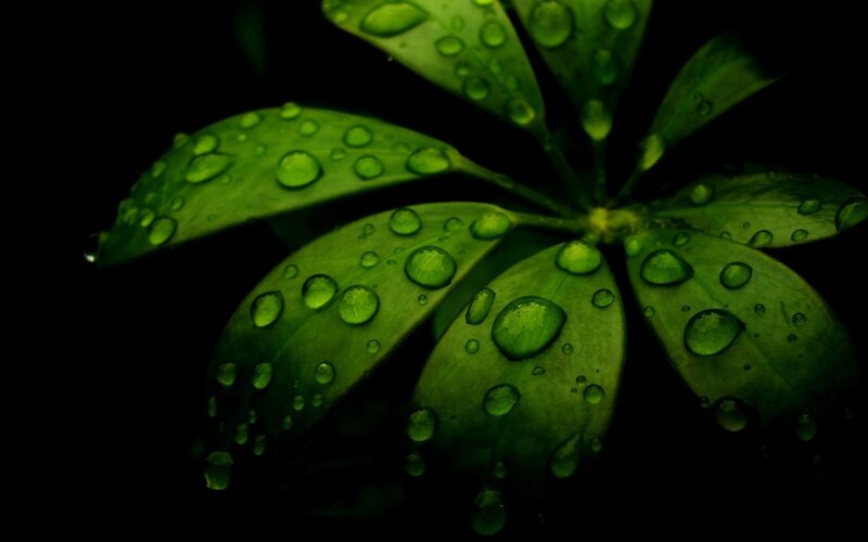 Green Leaves with Water Droplets — Dramatic, Photograph, Water Droplets, Dark Background