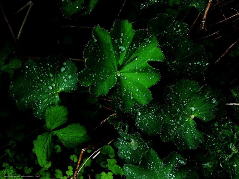 Green Leaves with Water Droplets — Dramatic, Photograph, Water Droplets, Twigs