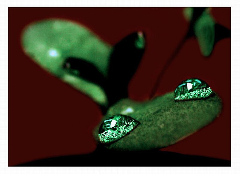 Green Leaves with Water Droplets — Dramatic