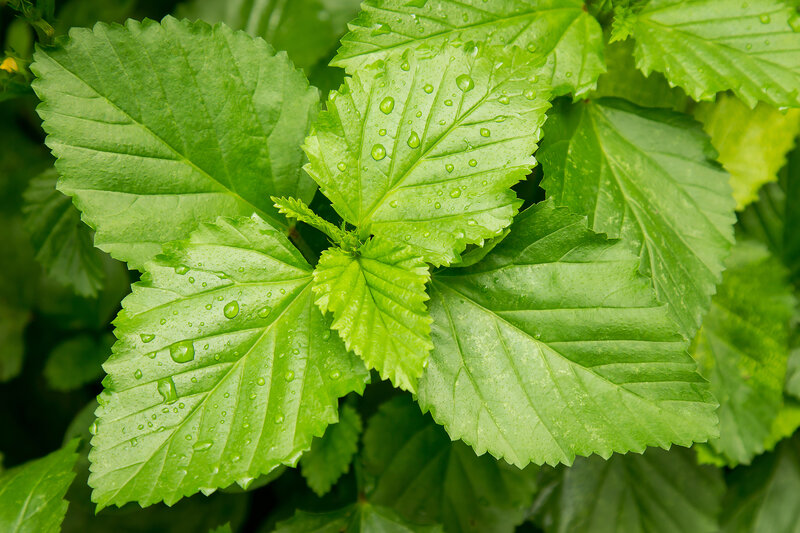 Green Leaves with Water Droplets — Fresh, Morning, Photograph, Water Droplets, Plant
