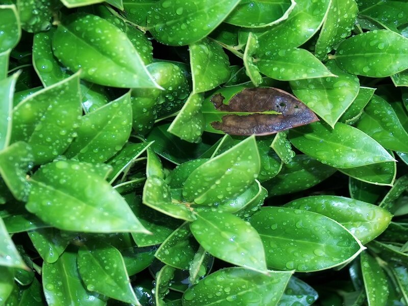 Green Leaves with Water Droplets — Fresh, Morning
