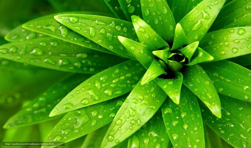 Green Leaves with Water Droplets — Fresh, Photograph