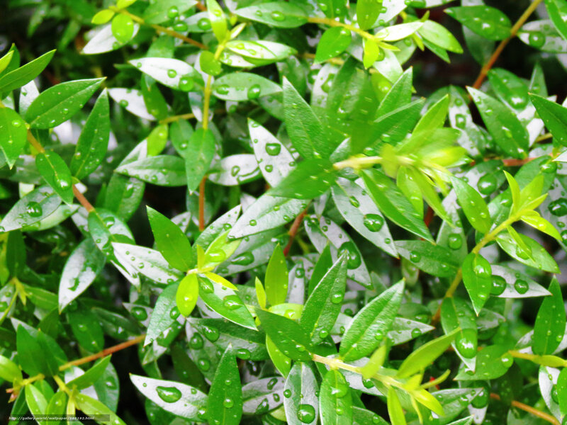 Green Leaves with Water Droplets — Fresh, Photograph, Water Droplets, Branches