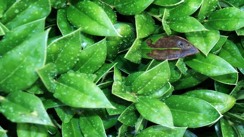 Green Leaves with Water Droplets — Fresh, Photograph, Water Droplets, Dead Leaf