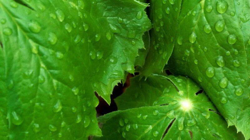 Green Leaves with Water Droplets — Fresh, Photograph, Water Droplets, Light Reflection
