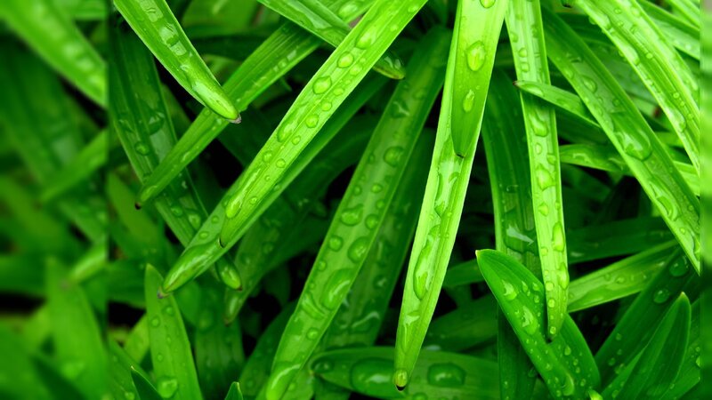 Green Leaves with Water Droplets — Fresh, Photograph, Water Droplets