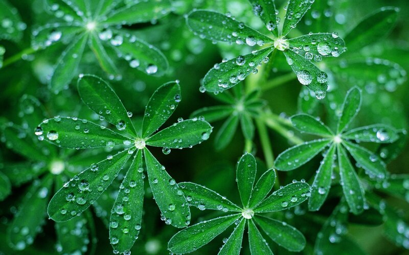 Green Leaves with Water Droplets — Fresh, Spring