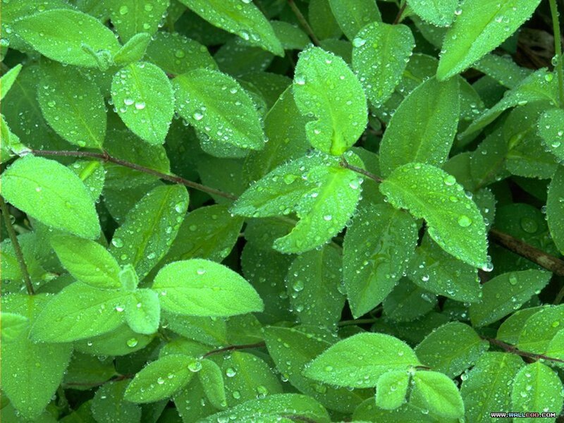 Green Leaves with Water Droplets — Fresh