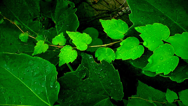 Green Leaves with Water Droplets — Moist, Photograph