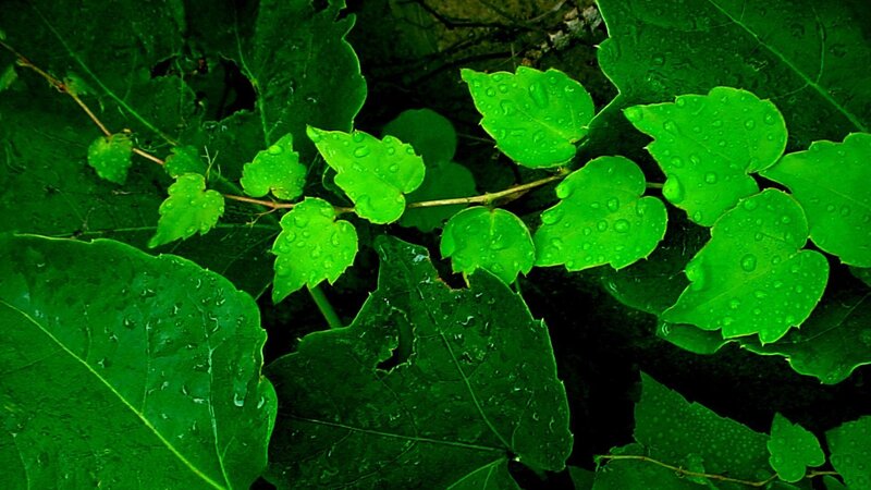 Green Leaves with Water Droplets — Moist, Photograph, Water Droplets, Branches