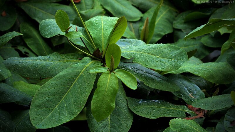 Green Leaves with Water Droplets — Moist, Photograph, Water Droplets, Plant