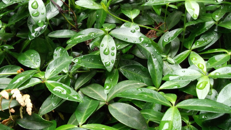 Green Leaves with Water Droplets — Moist