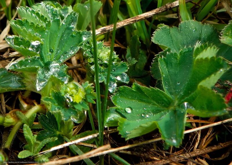 Green Leaves with Water Droplets — Natural, Morning, Photograph