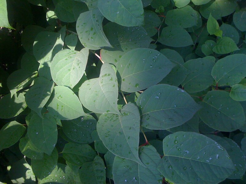 Green Leaves with Water Droplets — Natural