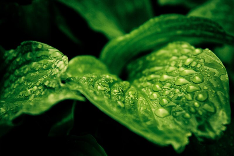 Green Leaves with Water Droplets — Photograph, Leaf Veins