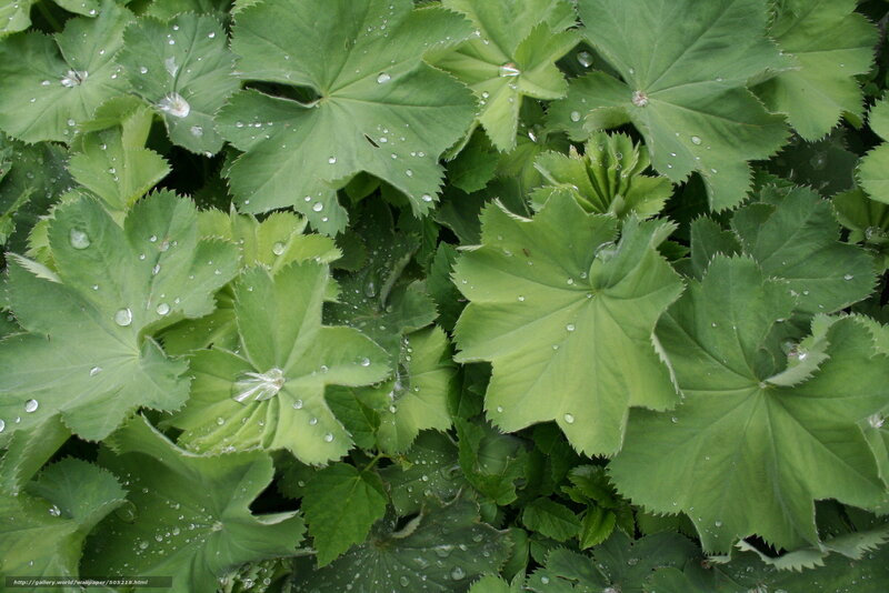 Green Leaves with Water Droplets — Photograph, Water Droplets