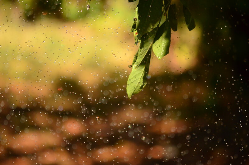 Green Leaves with Water Droplets — Serene, Afternoon