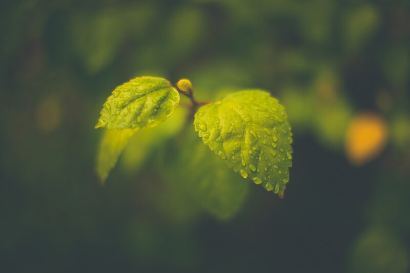 Green Leaves with Water Droplets — Serene, Bud