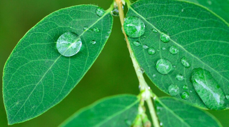 Green Leaves with Water Droplets — Serene, Morning, Photograph, Stem
