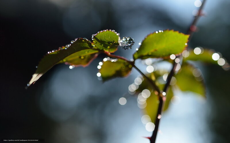 Green Leaves with Water Droplets — Serene, Morning, Photograph, Stem, Water Droplets