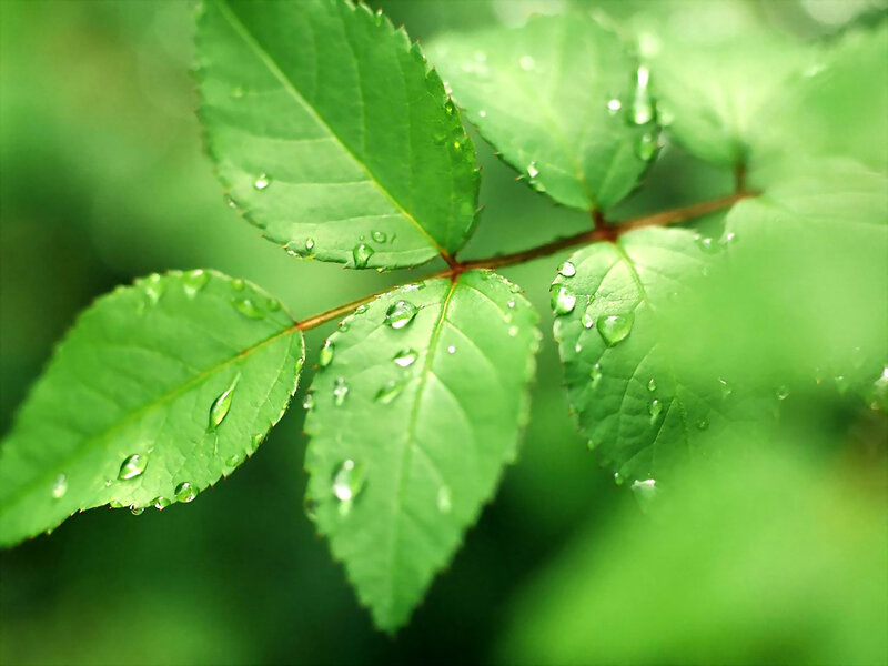 Green Leaves with Water Droplets — Serene, Morning, Photograph, Water Droplets, Stem