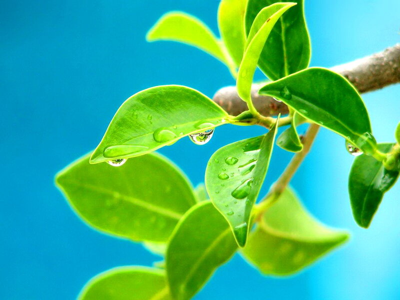 Green Leaves with Water Droplets — Serene, Photograph, Branch