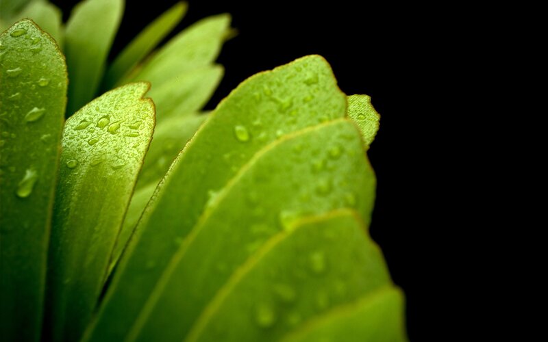 Green Leaves with Water Droplets — Serene, Photograph, Water Droplets, Black Background, Black