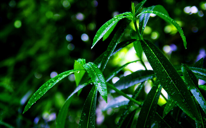 Green Leaves with Water Droplets — Serene, Photograph, Water Droplets, Bokeh