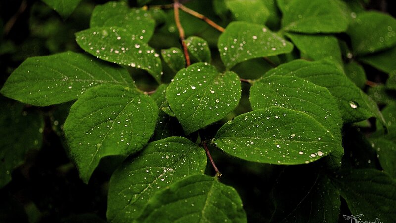 Green Leaves with Water Droplets — Serene, Photograph, Water Droplets, Branches
