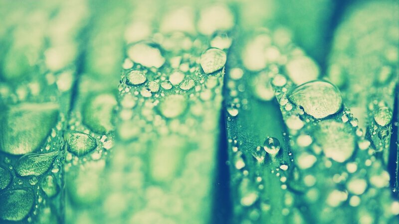 Green Leaves with Water Droplets — Serene, Photograph, Water Droplets, Macro