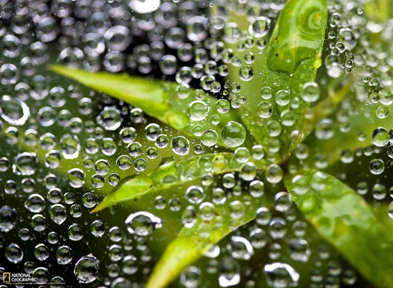Green Leaves with Water Droplets — Serene, Photograph, Water Droplets, Web