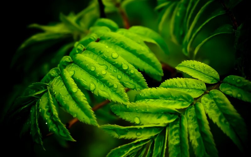 Green Leaves with Water Droplets — Serene, Plant