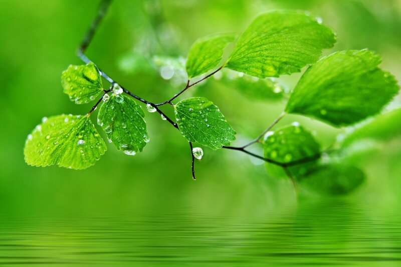 Green Leaves with Water Droplets — Serene, Spring, Photograph