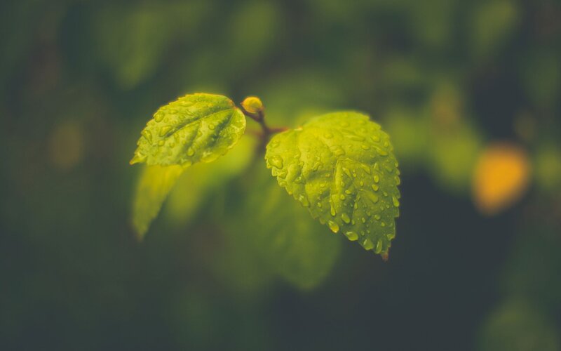 Green Leaves with Water Droplets — Serene, Spring, Photograph, Water Droplets, Bud