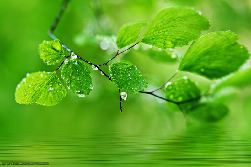 Green Leaves with Water Droplets — Serene, Spring, Photograph, Water Droplets