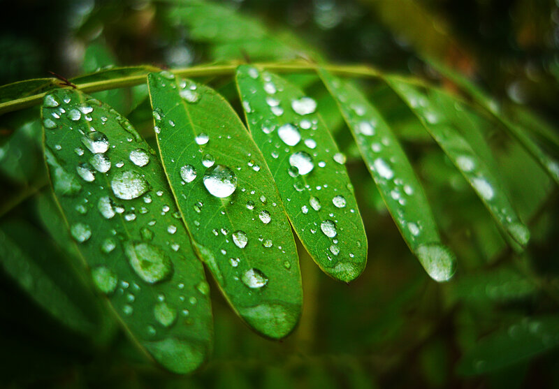 Green Leaves with Water Droplets — Serene