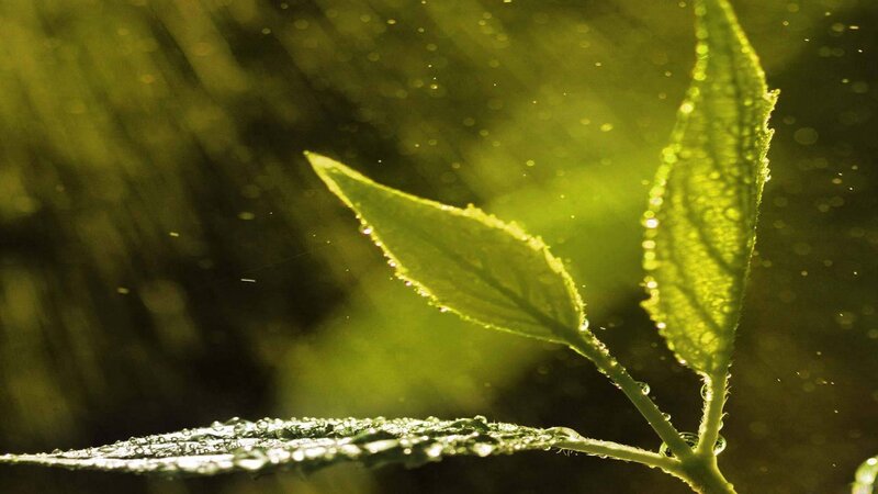 Green Leaves with Water Droplets — Sunlight, Yellow