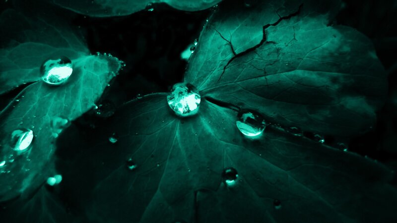 Green Leaves with Water Droplets — Teal