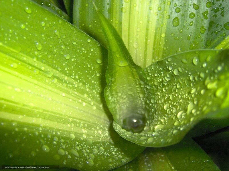 Green leaves with water droplets