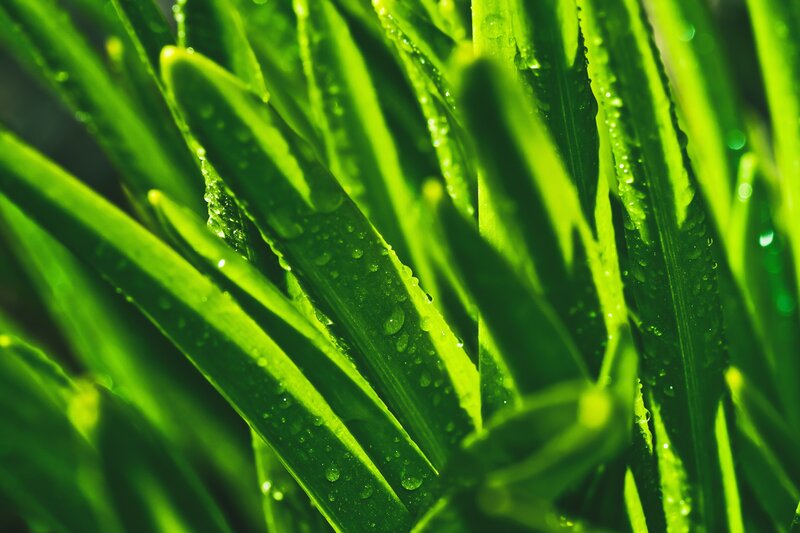 Green Leaves with Water Droplets — Vibrant