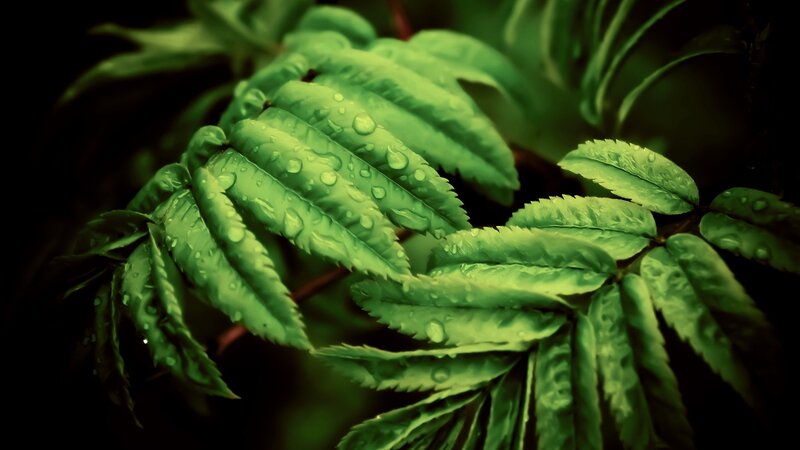 Green Leaves with Water Droplets — Water Droplets, Black