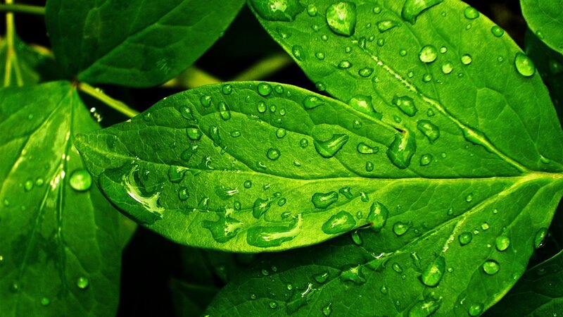 Green Leaves with Water Droplets — Water Droplets, Leaf Veins
