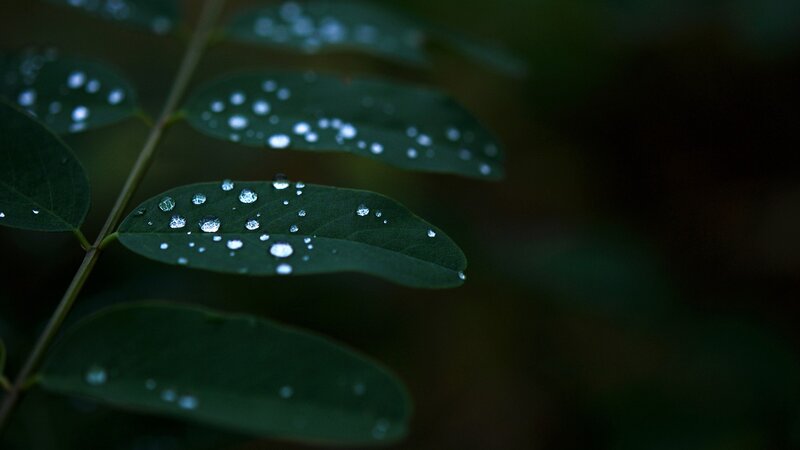 Green Leaves with Water Droplets — Water Droplets, Stem