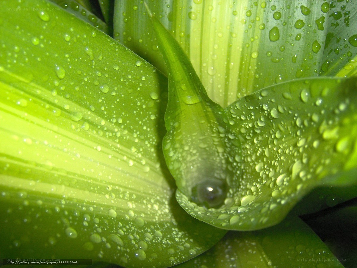 Green leaves with water droplets