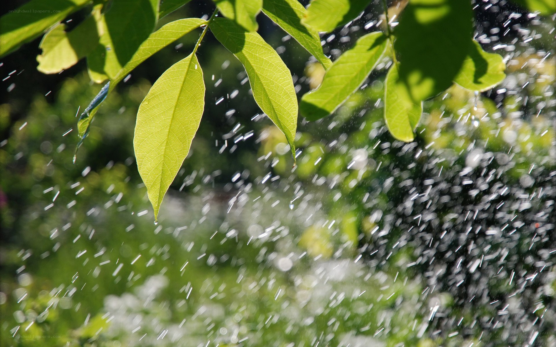 Green leaves with water spray
