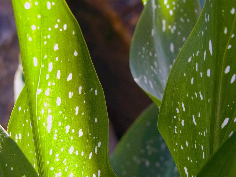 green leaves with white spots